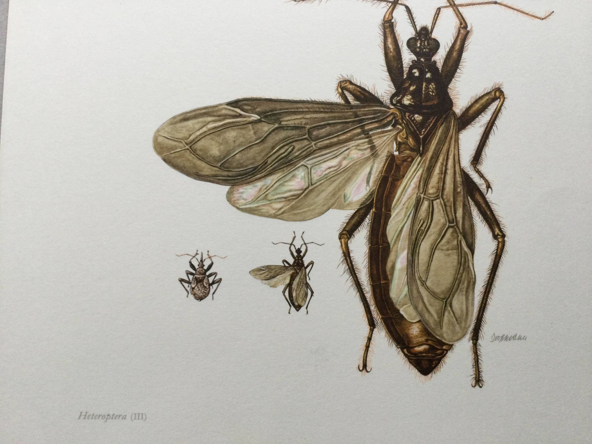 Vintage insect print. Original plate 1969