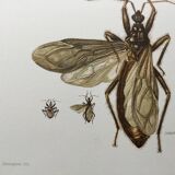 Vintage insect print. Original plate 1969