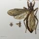 Vintage insect print. Original plate 1969
