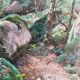 Table 2x Watercolours by Abel Chancel (1847-1917) School of Fontainebleau