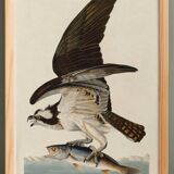 Poster about the Osprey, based on an old engraving from 1827.