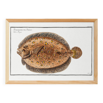 Poster about the leopard flounder, a fish, based on an old engraving from 1746.