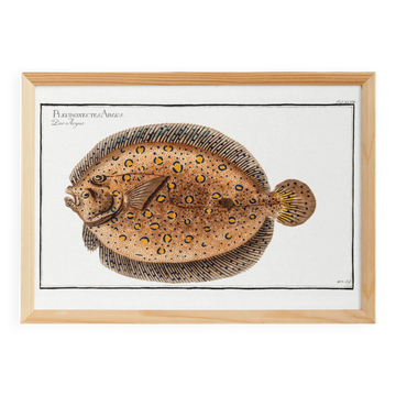 Affiche sur le flet léopard, poisson, d’après une gravure ancienne de 1746.