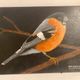 Bird painting on wood