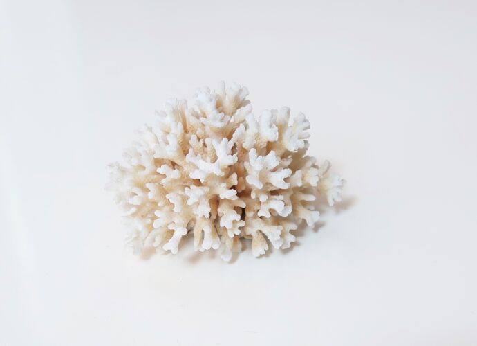 Branche de corail blanc années 70