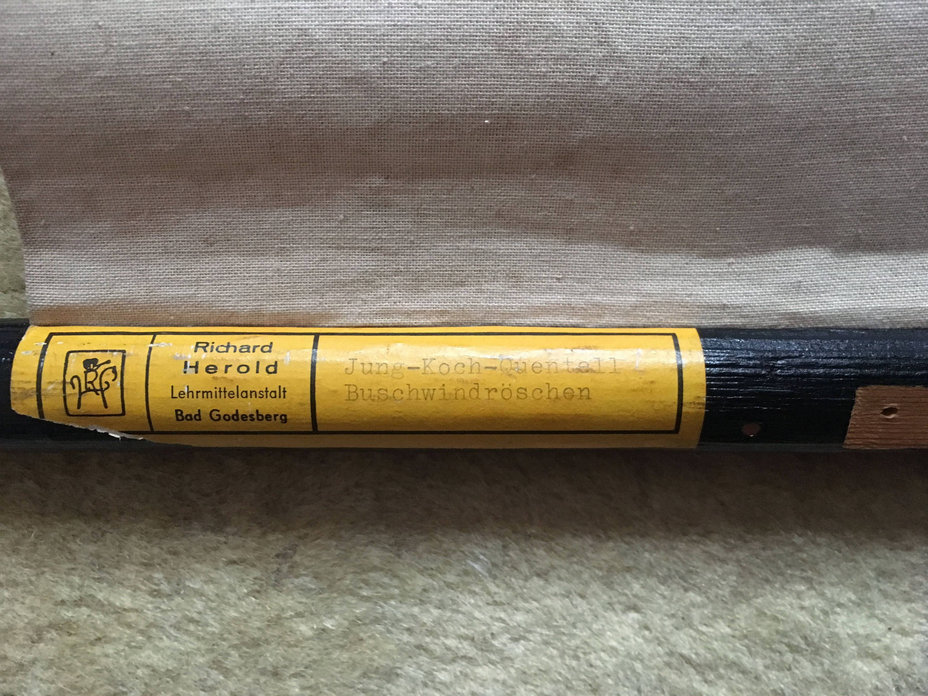 Displays educational anemone Nemorosa 1950