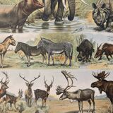 Lithograph of animals (elephant, monkey, bear, lion, deer) - 1900