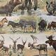 Lithograph of animals (elephant, monkey, bear, lion, deer) - 1900