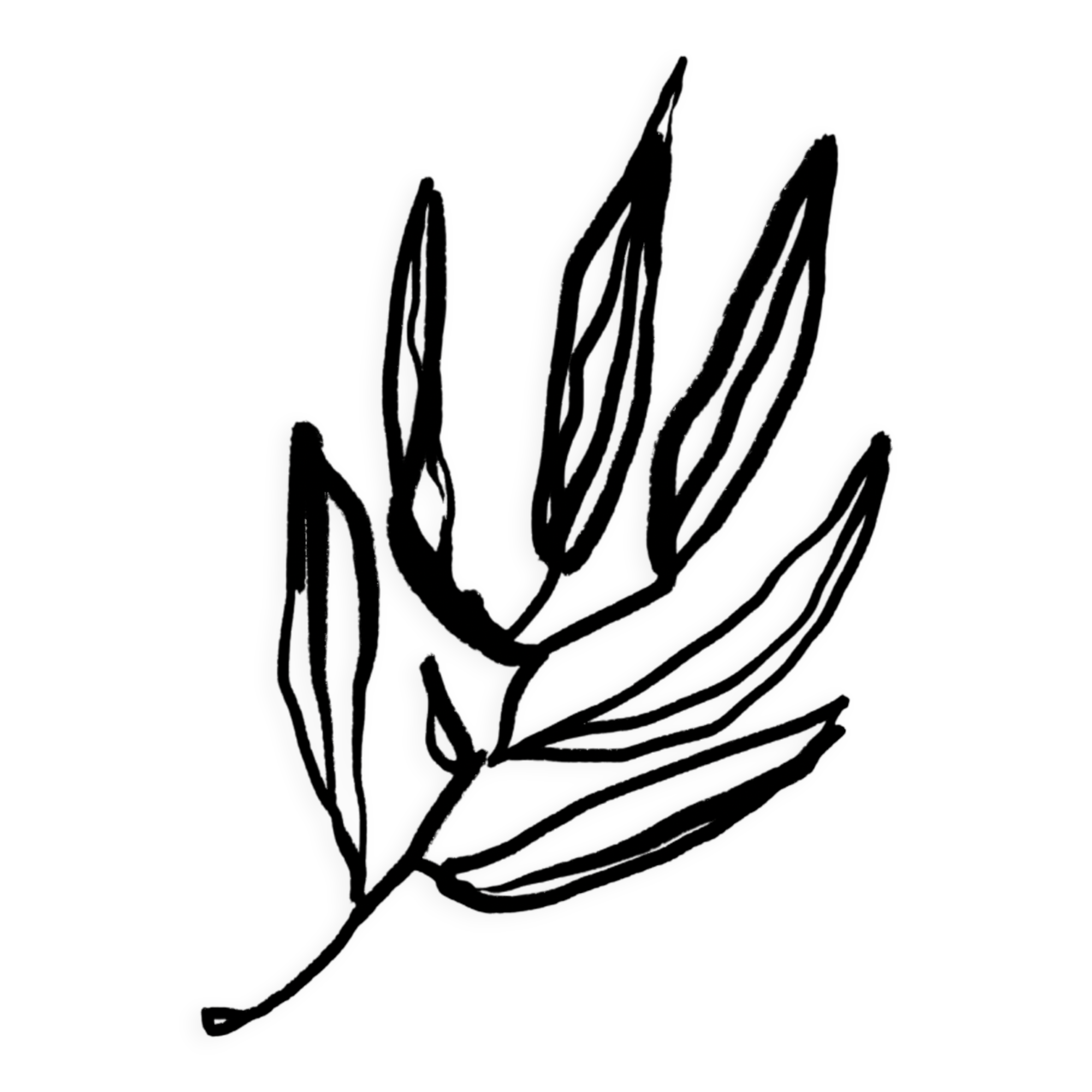 Botanical illustration giclee print, 50x70