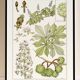 Poster “Chestnut Tree”, after an Art Nouveau lithograph from 1897