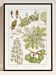 Poster “Chestnut Tree”, after an Art Nouveau lithograph from 1897