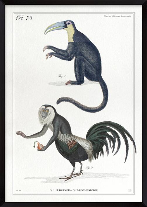 Lithograph engraving chimera animal - the cariapocampus