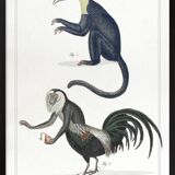 Lithograph engraving chimera animal - the cariapocampus