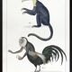 Lithograph engraving chimera animal - the cariapocampus