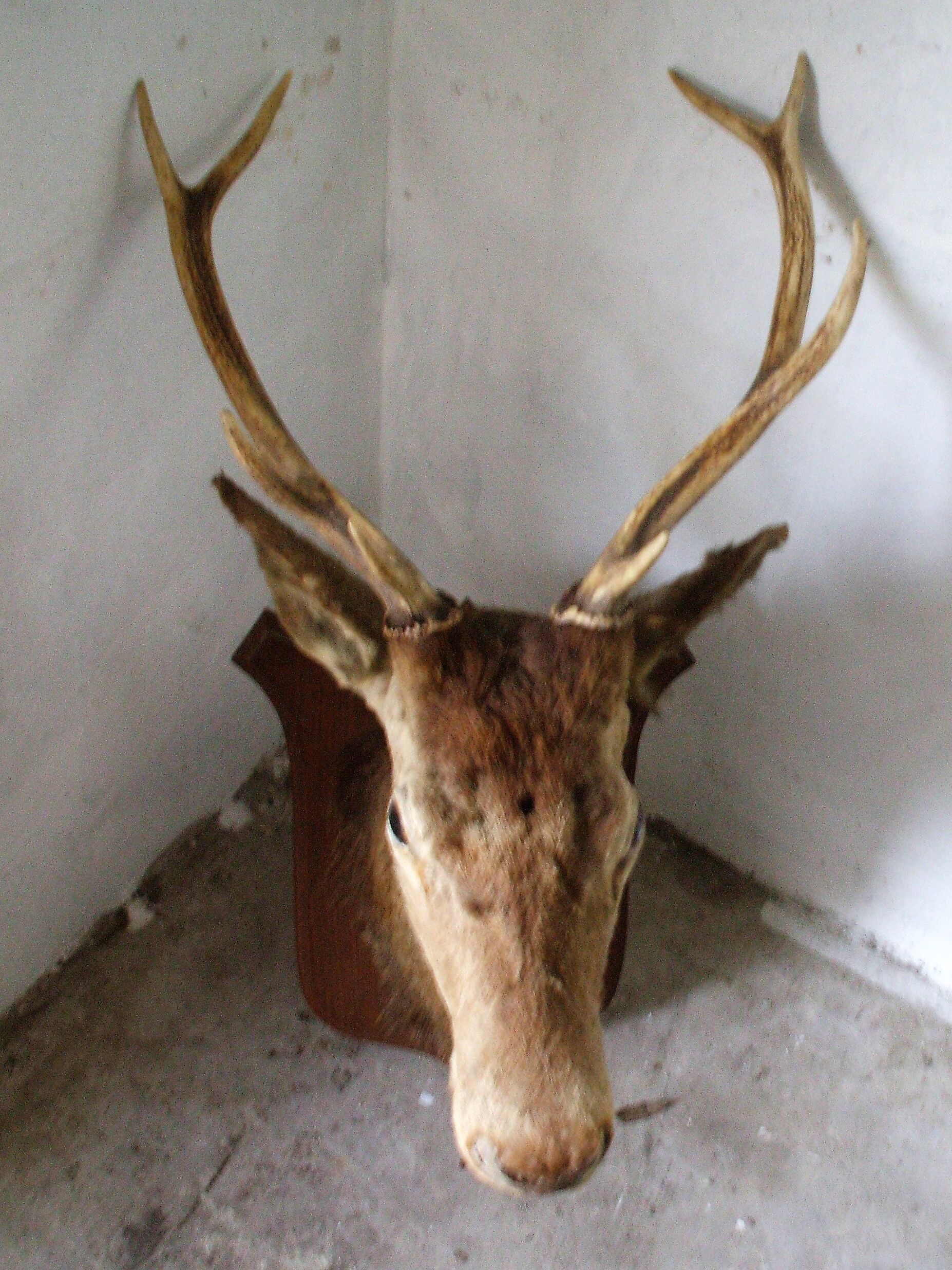 Trophy deer head on coat of arms