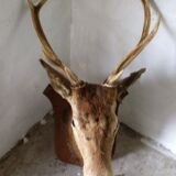 Trophy deer head on coat of arms