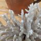 Brush coral