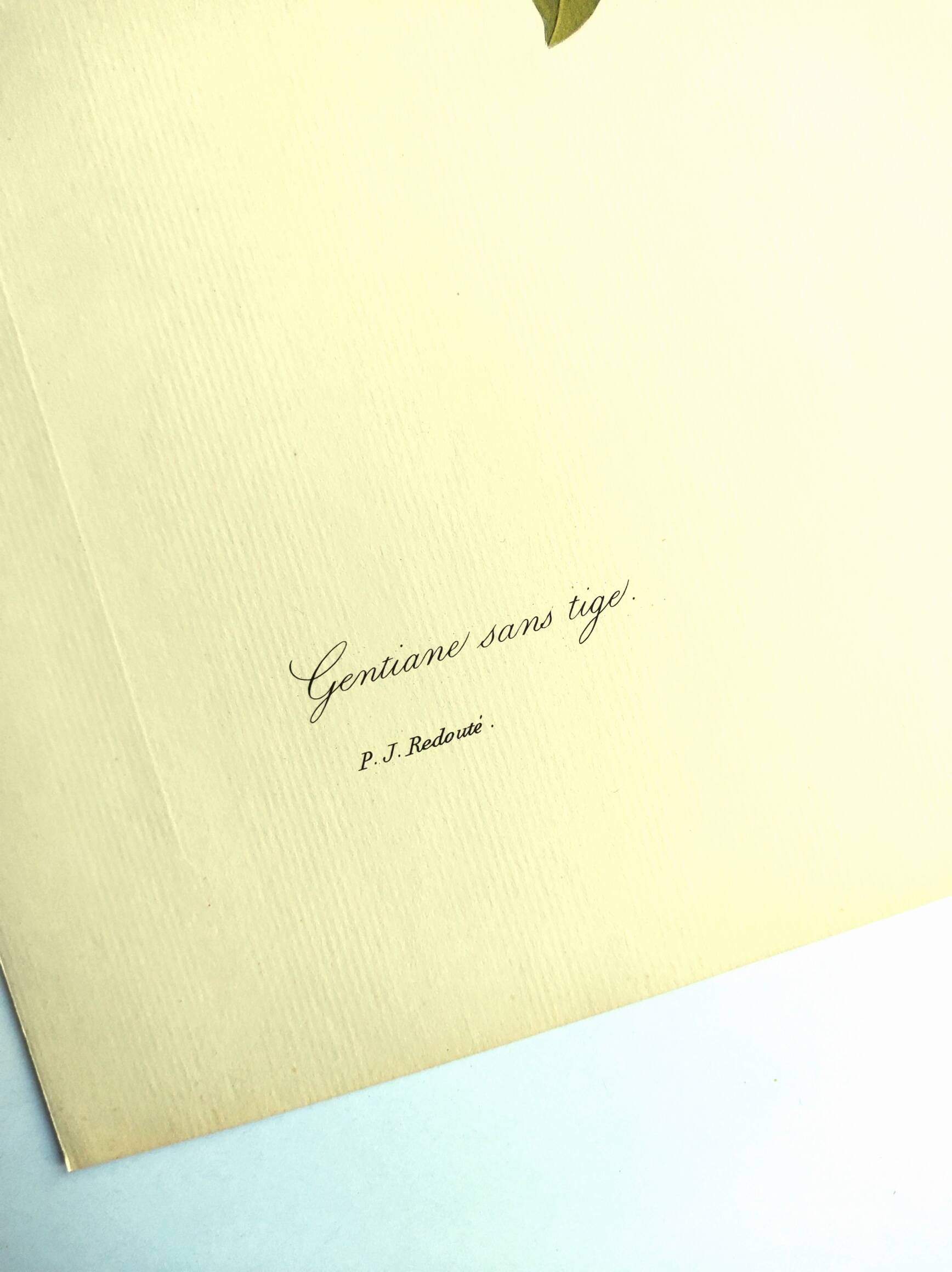 Botanical engraving - Stemless gentian - Vintage plate by PJ. Redouté