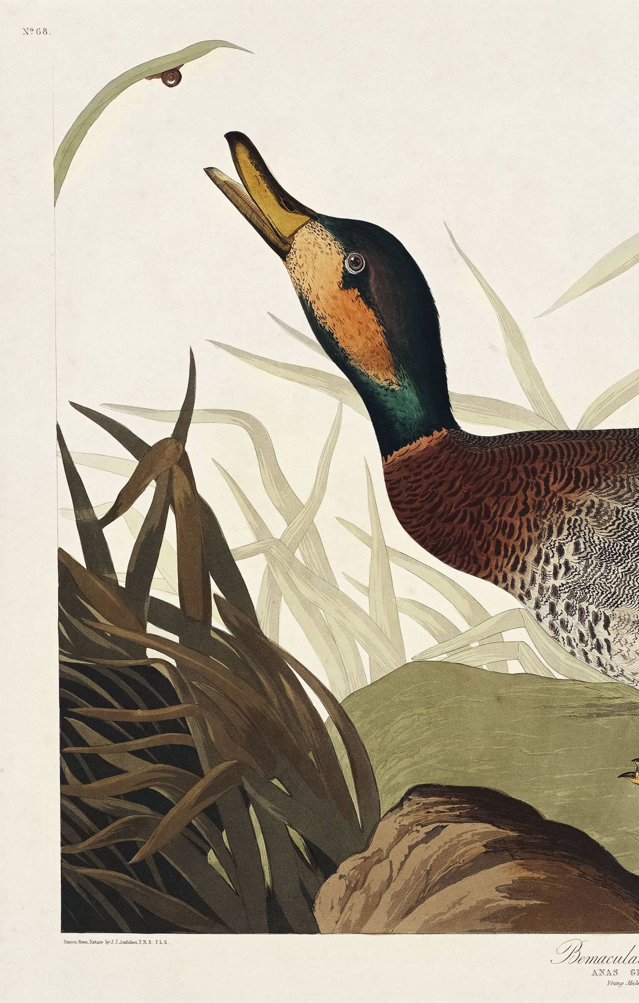 Affiche sur le Canard colvert, d’après une gravure ancienne de 1827.