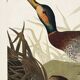 Poster about the Mallard Duck, based on an old engraving from 1827.