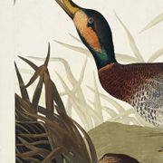 Affiche sur le Canard colvert, d’après une gravure ancienne de 1827.