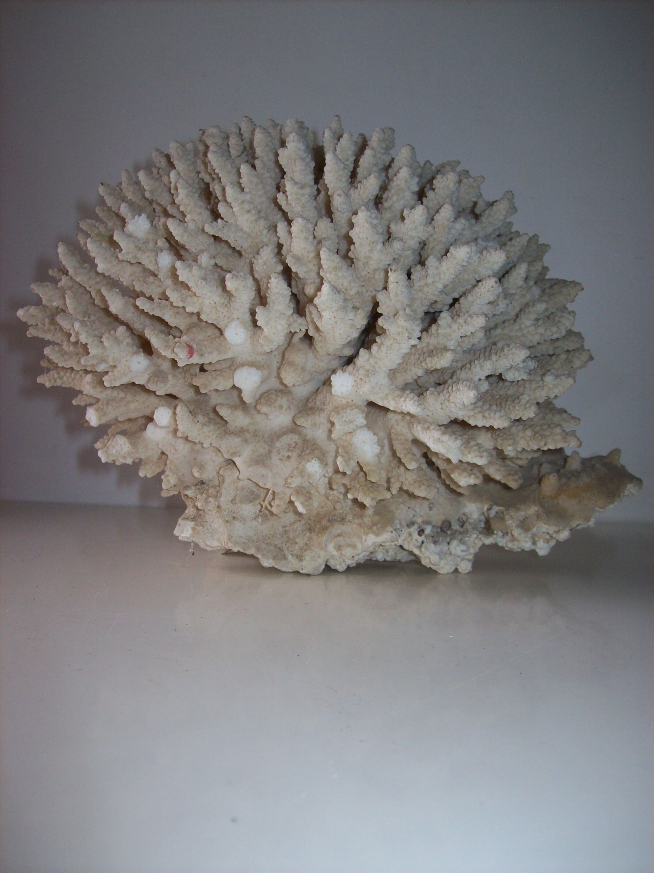Coral