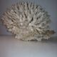 Corail
