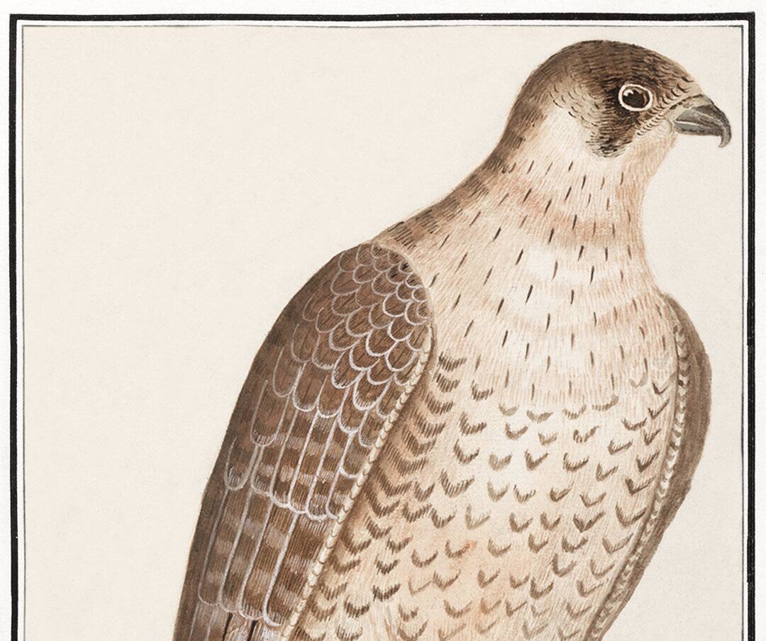 Small poster on the Peregrine Falcon, after an old engraving from 1610.