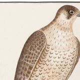 Small poster on the Peregrine Falcon, after an old engraving from 1610.