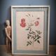 Authentic and ancient lithograph of Redouté representing a Bengal rose with bouquets (in a c