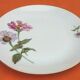 6 flat plates Fine Bohemian porcelain Floral decoration on a white background