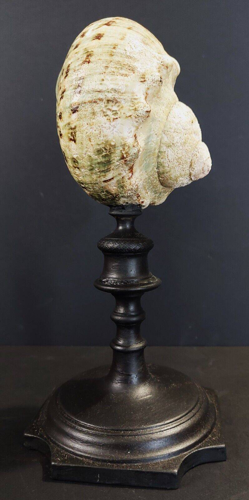 Cabinet of curiosities turbo marmoratus shell on base