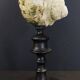 Cabinet of curiosities turbo marmoratus shell on base