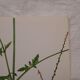 Lot de 2 planches botaniques cicutaire et verveine
