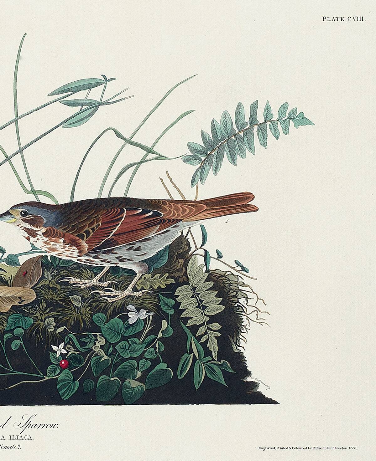 Poster about the Tawny Bunting, based on an old engraving from 1827.