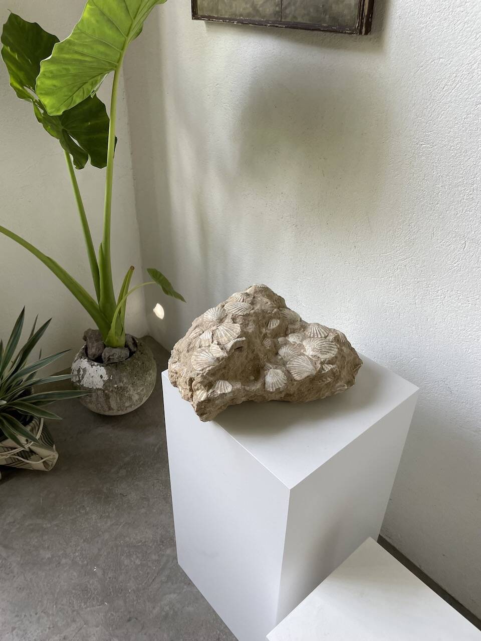 Fossil sedimentary rock and shell