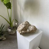 Fossil sedimentary rock and shell