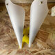 Wall lamp in Bakelite 70s