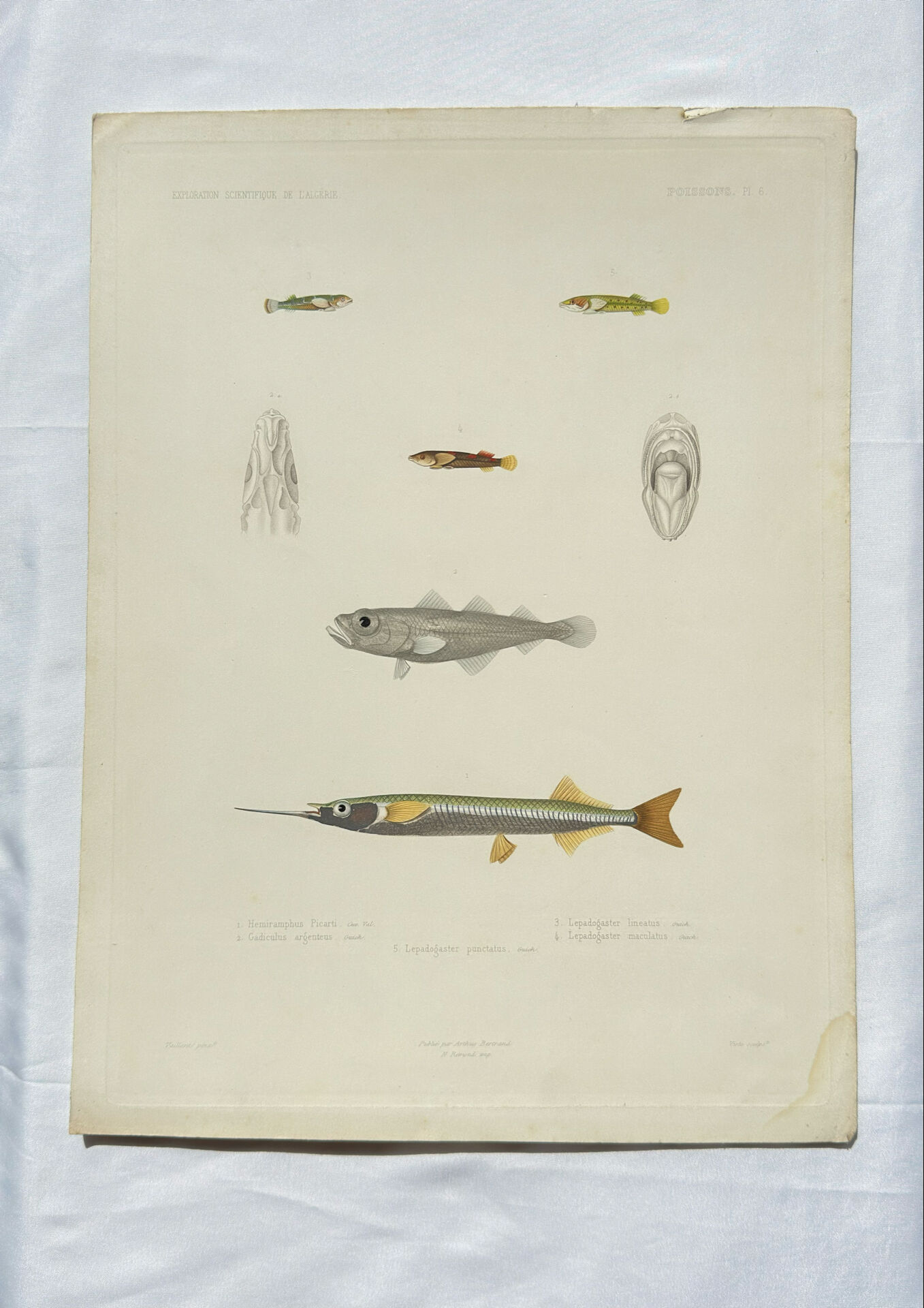Original antique engraving Fish Algeria 1850 Guichenot Exploration