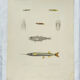 Original antique engraving Fish Algeria 1850 Guichenot Exploration