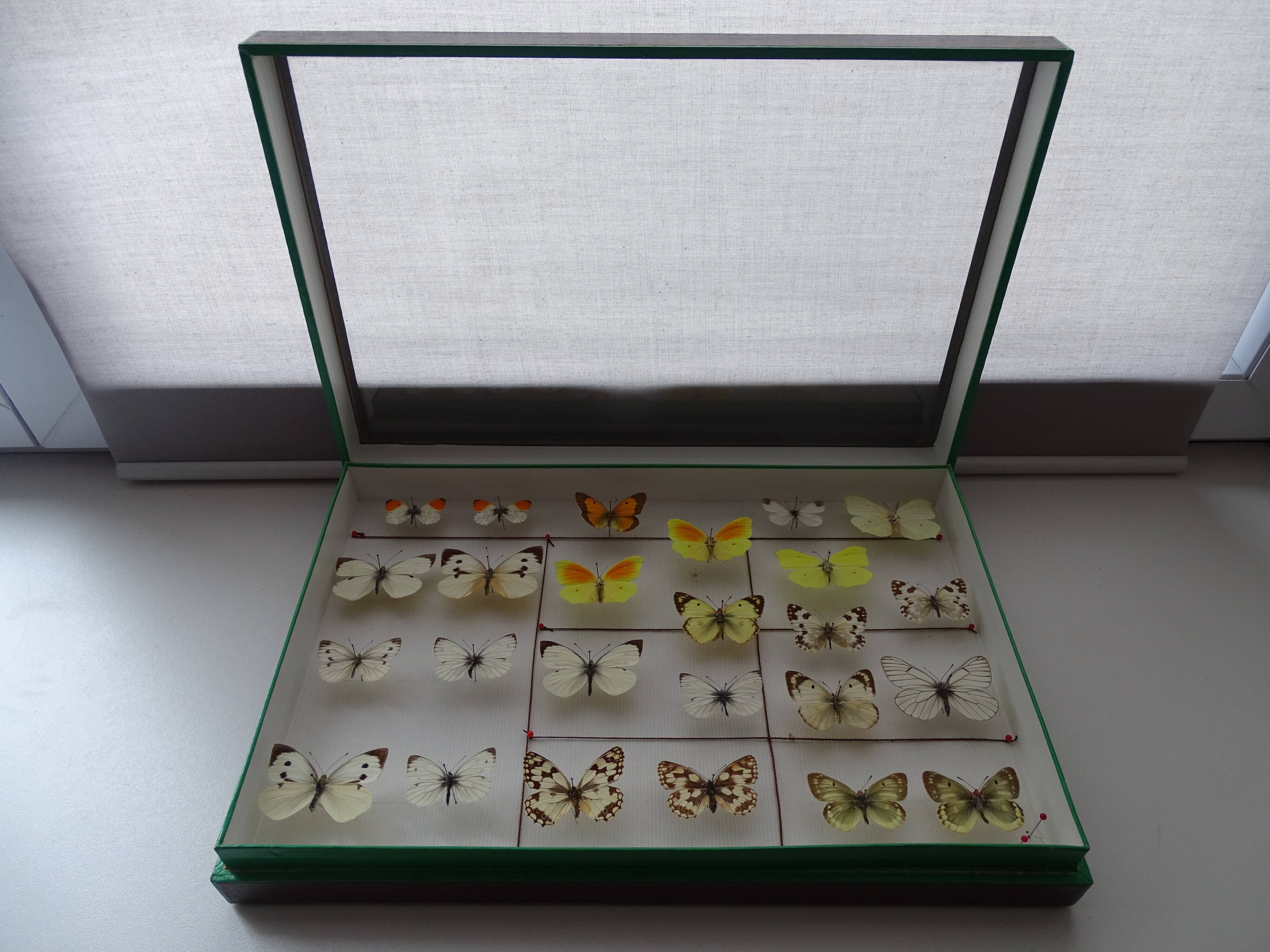 25 ancient stuffed butterflies under frame era 1930