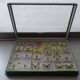 25 ancient stuffed butterflies under frame era 1930