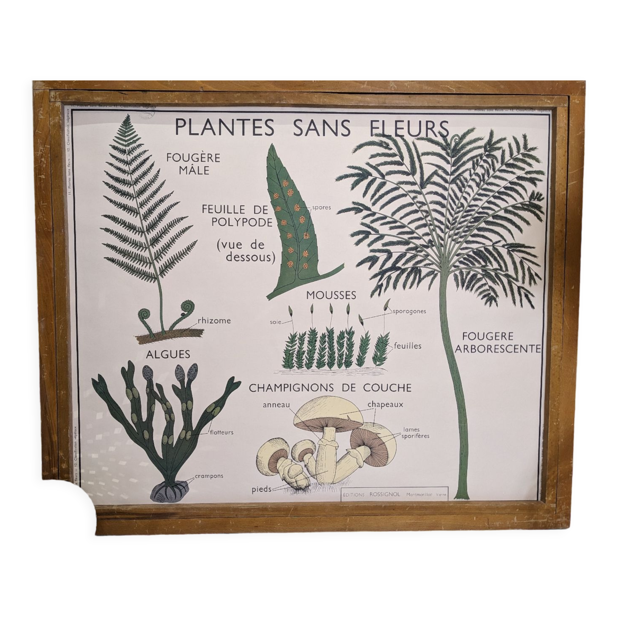 Old poster yRossignol 50s botany plants without flower
