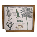 Old poster yRossignol 50s botany plants without flower