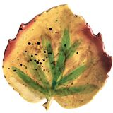 Leaf-shaped dish in glazed ceramic, 1960s-70s