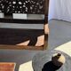 Black solid mango side table (monoxyle) with conical legs