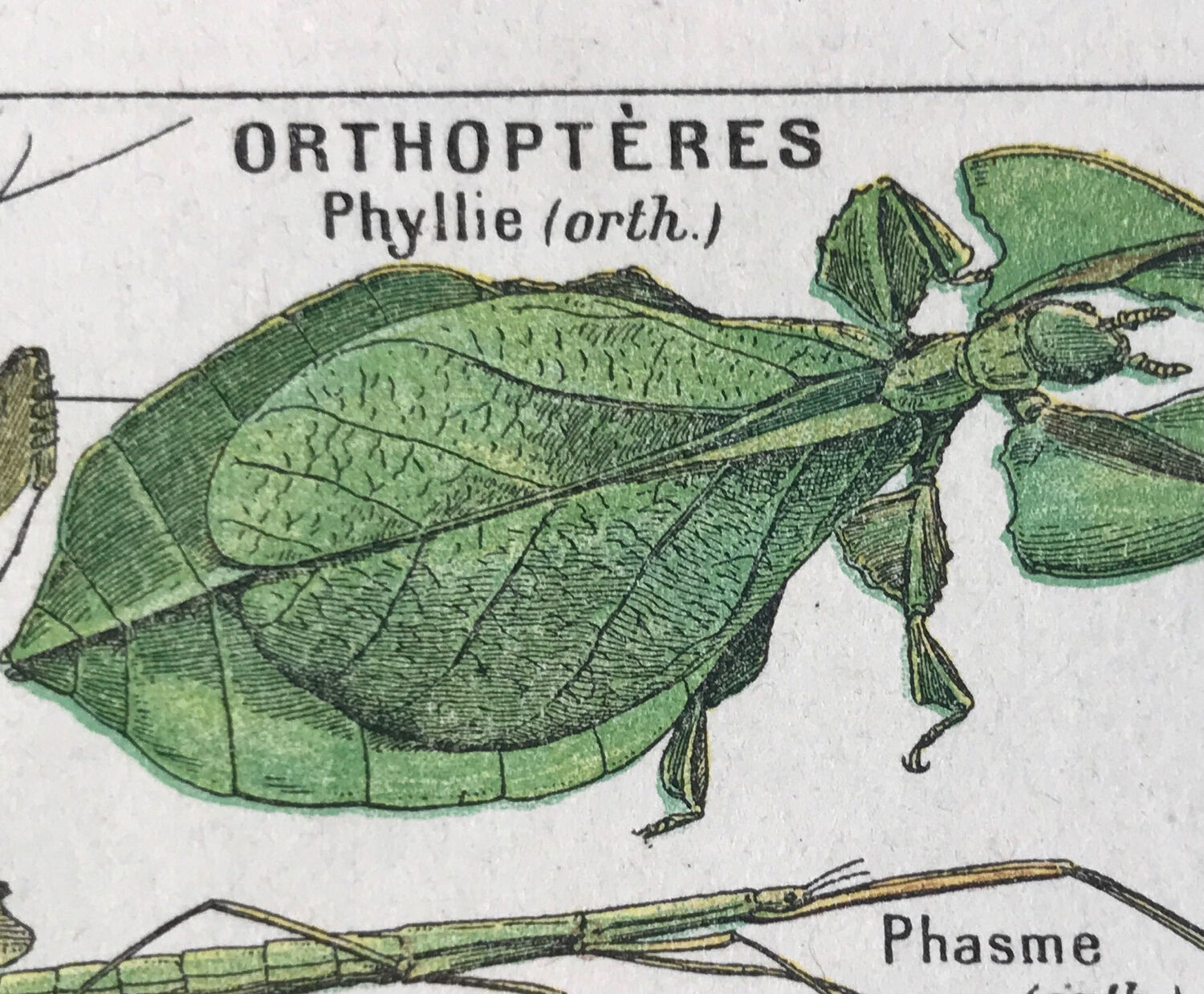 Original vintage plate on arthropods