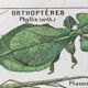 Planche originale vintage sur les arthropodes