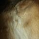 Skin rug 200x160
