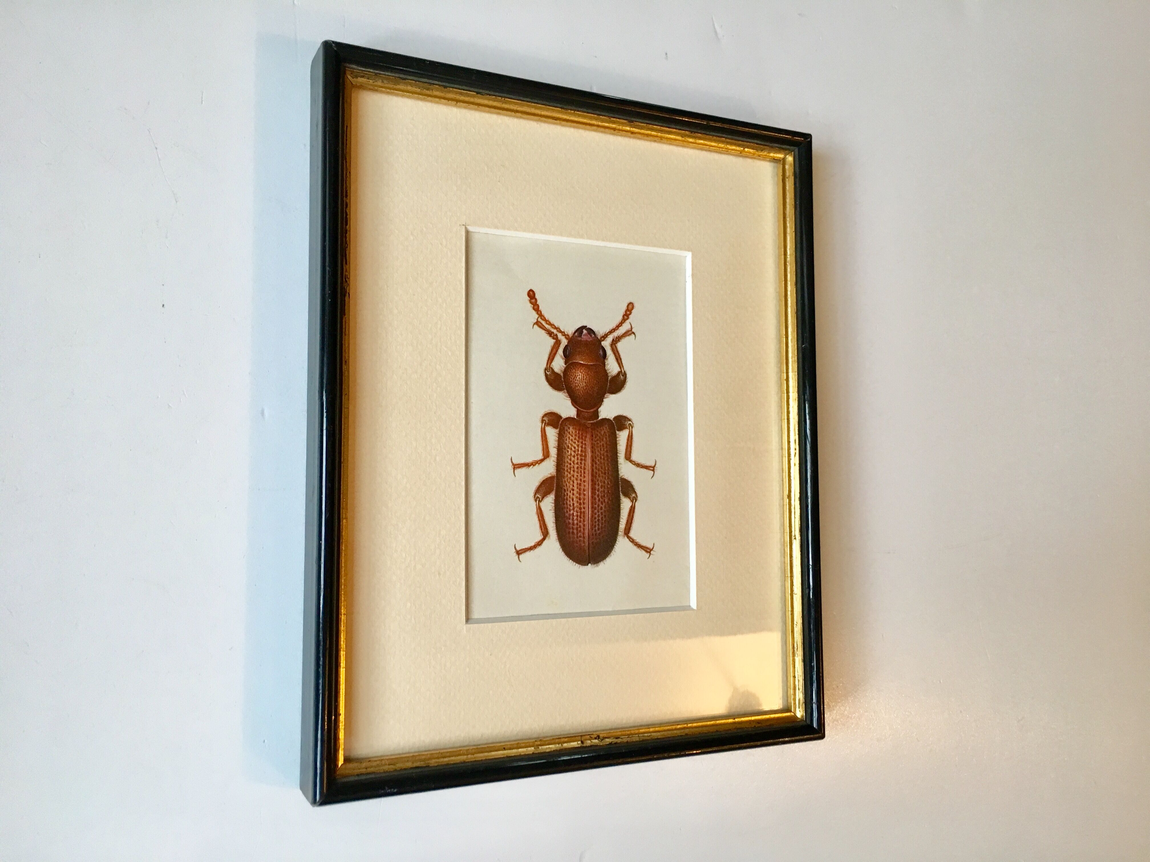 Beetle illustration